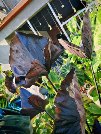 Colocasia Black Coffee