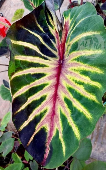 Colocasia Supernova