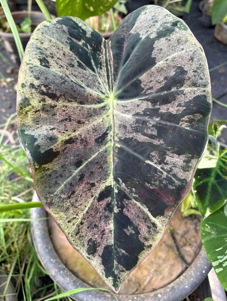 Colocasia Gold Leaf
