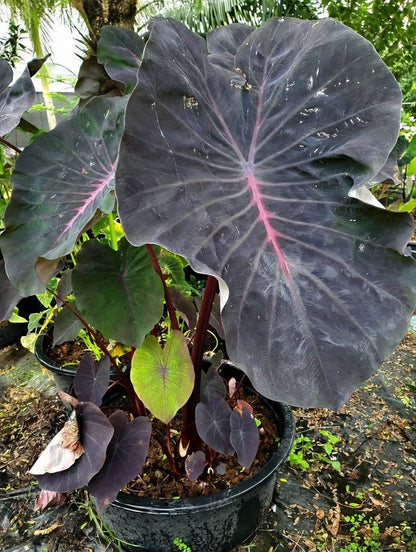 Colocasia Pink Rhino