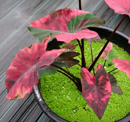 Colocasia Red Hulk