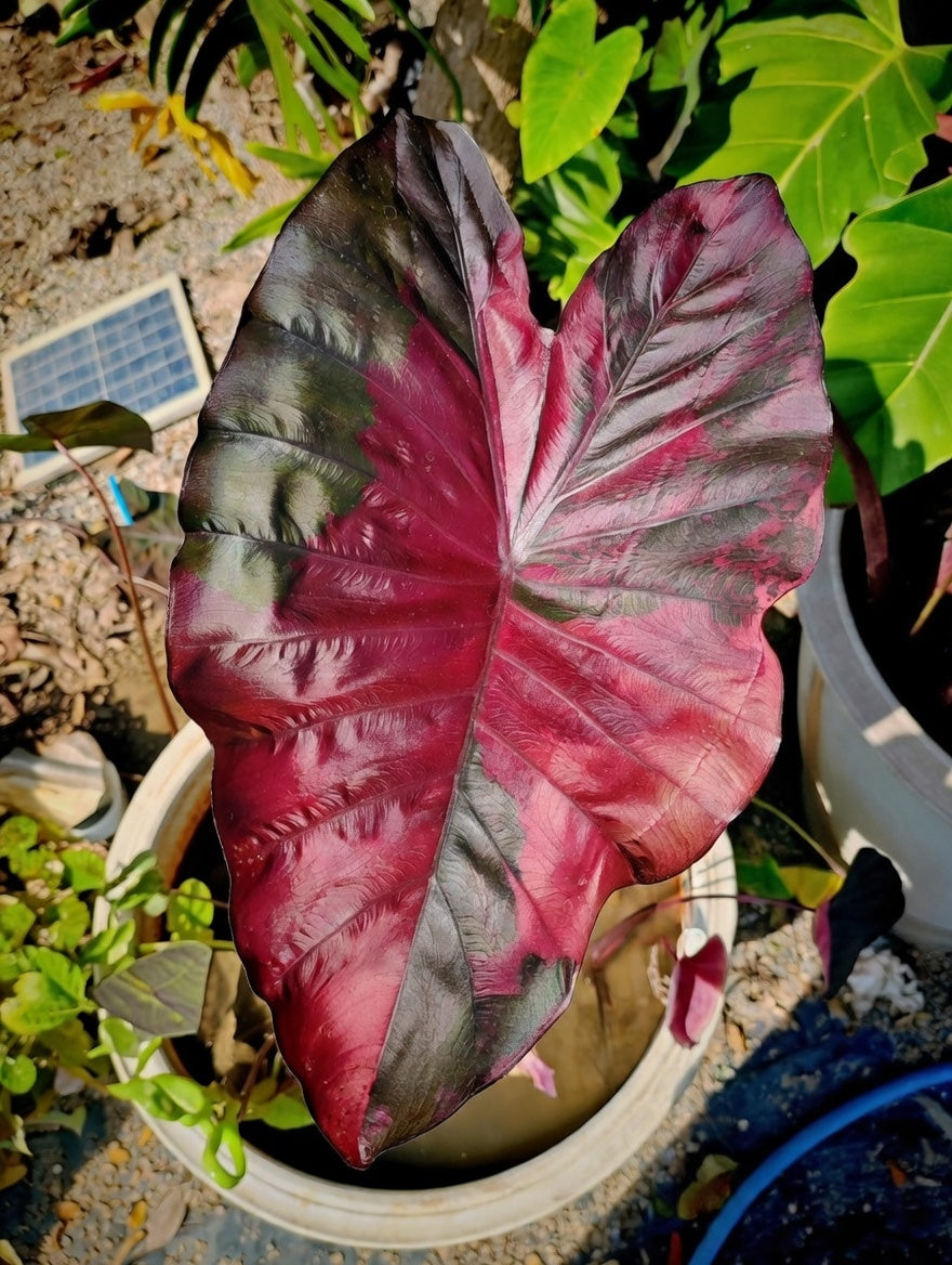 Colocasia Suksathid #2