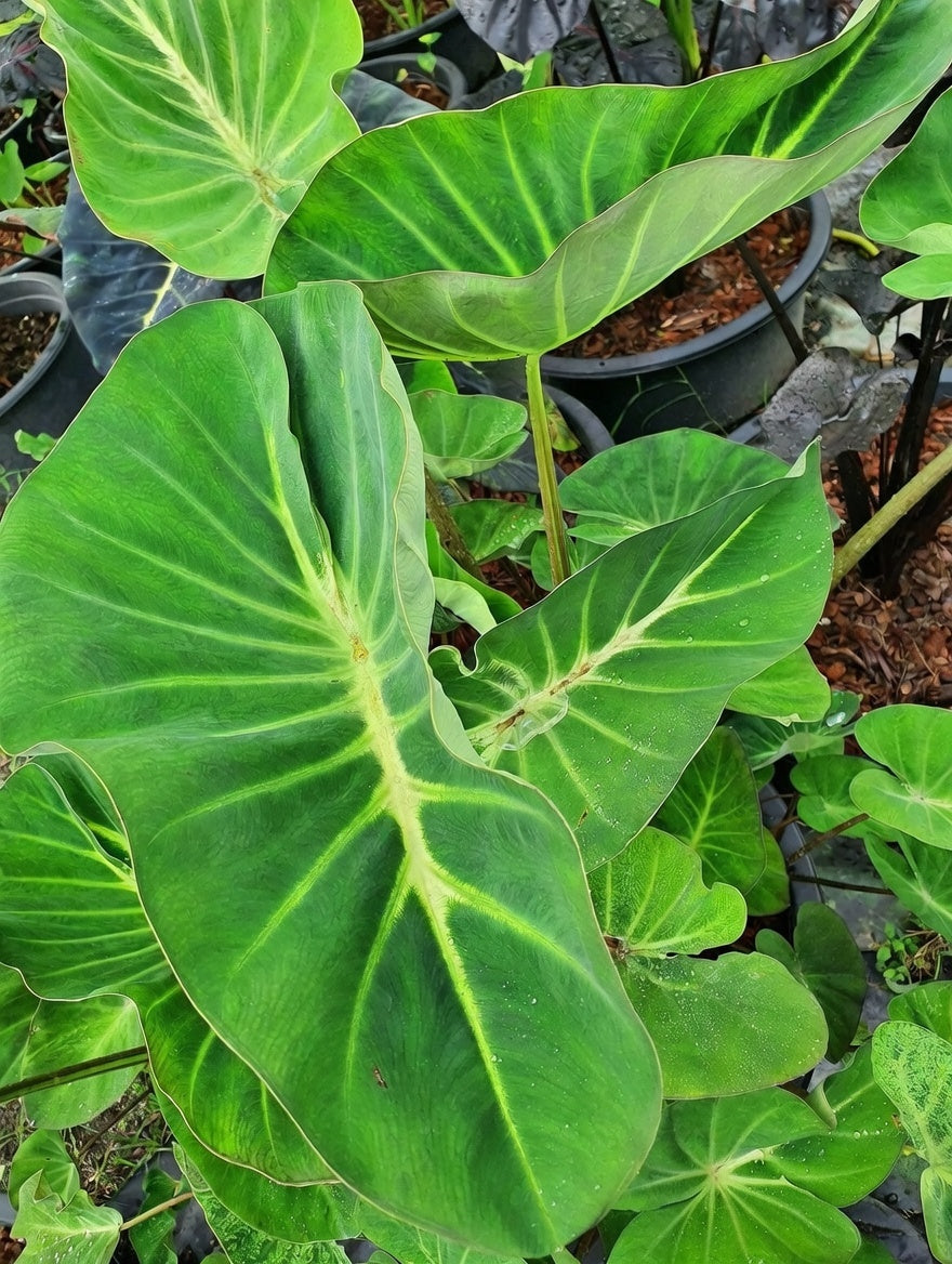 Colocasia Ship of Flame