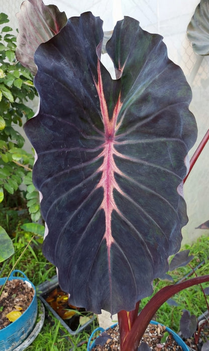 Colocasia Rose Tea