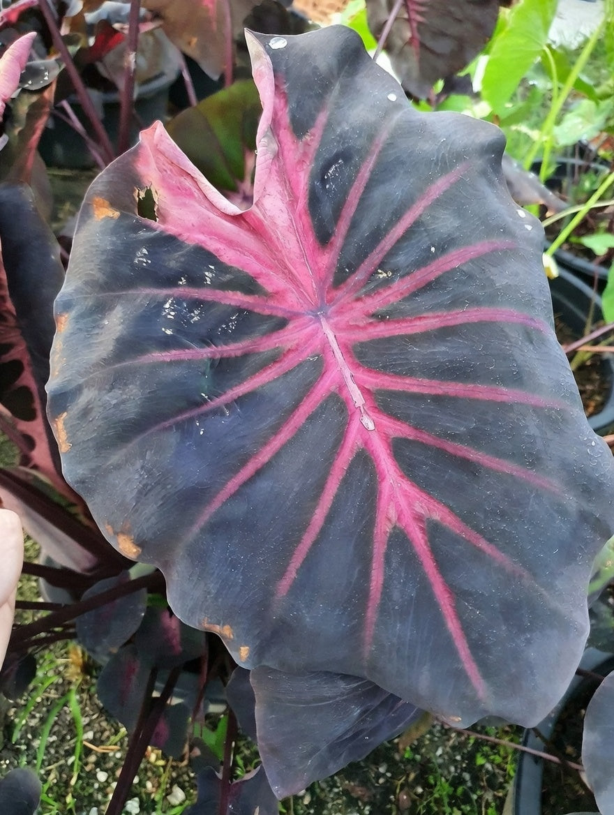 Colocasia Red Devil