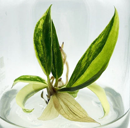 Philodendron Caramel Marble Variegated