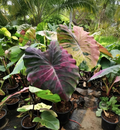 Colocasia Stingray