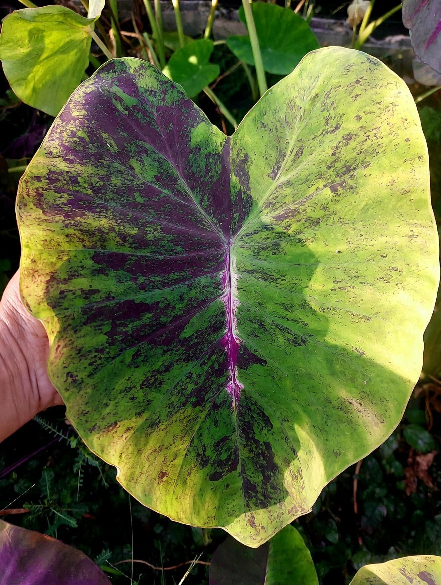 Colocasia Pink Shadow