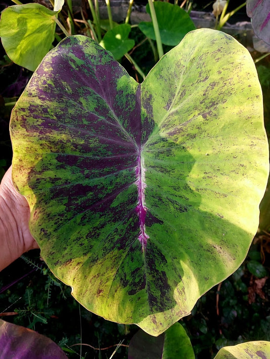 Colocasia Pink Shadow