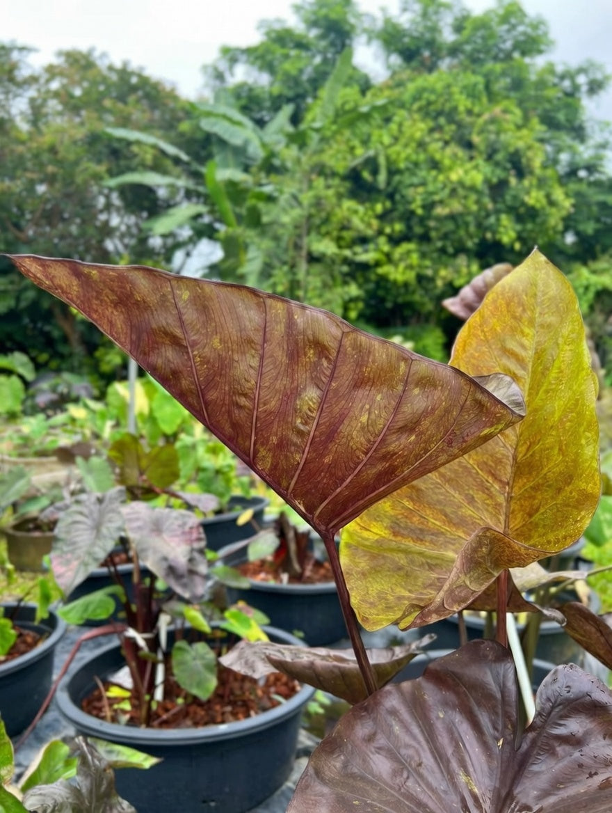 Colocasia Tiger Cup