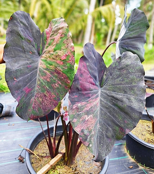 Colocasia Pretty Grey