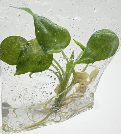 Alocasia Cucullata White Marble Variegated
