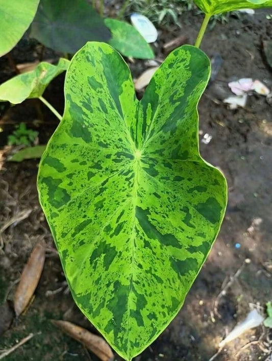 Colocasia Frog On Lotus