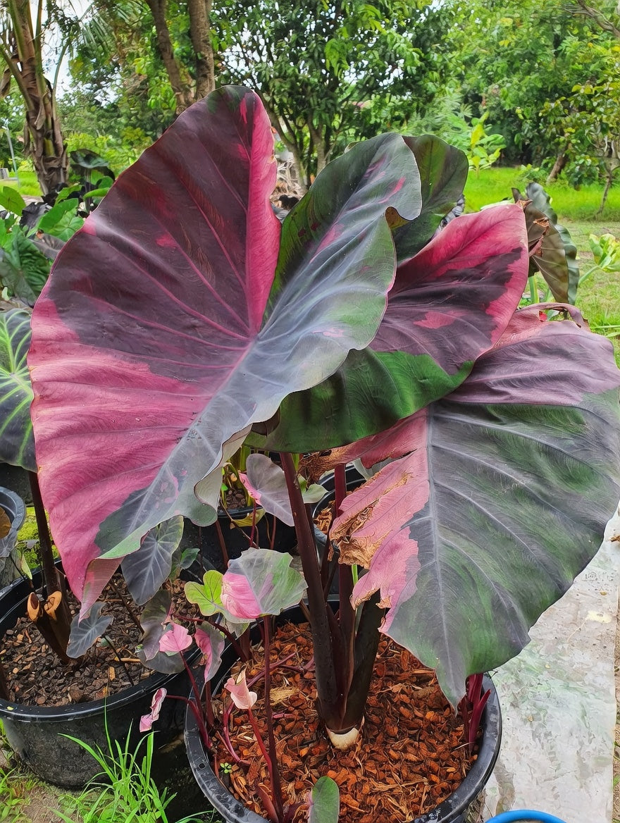 Colocasia Ma Bangkaew