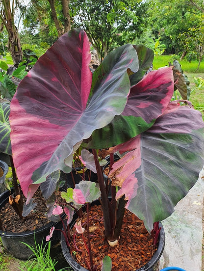 Colocasia Ma Bangkaew