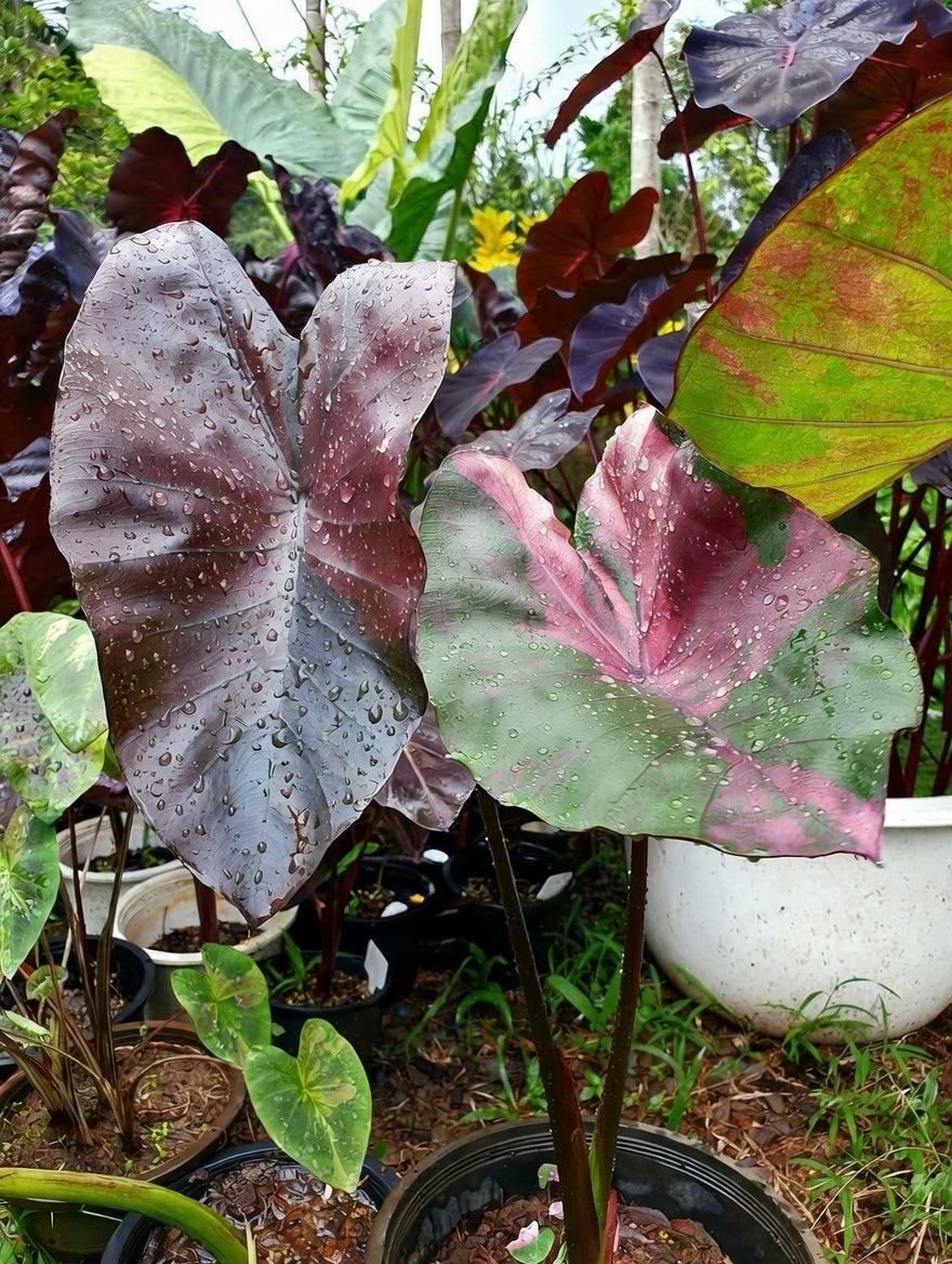 Colocasia Suksathid #2