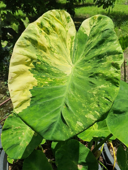 Colocasia Wayu Andaman
