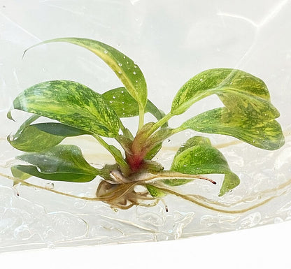 Philodendron Orange Princess Variegated