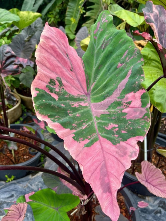 Colocasia Lily Pink