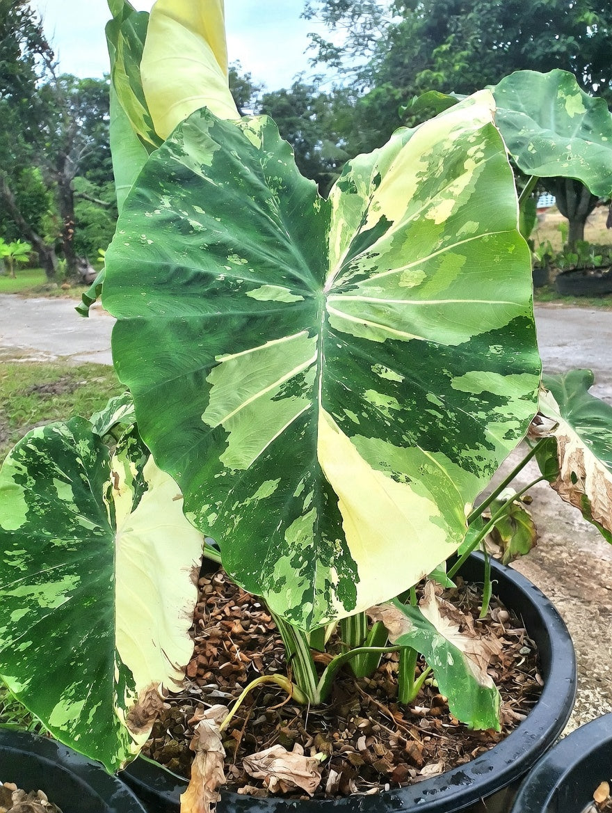 Colocasia White Pearl