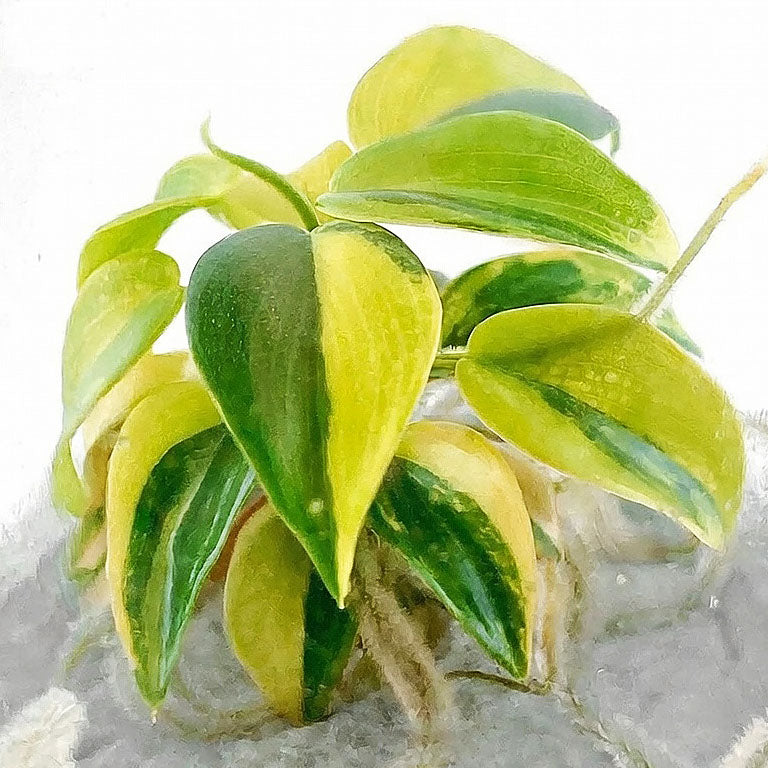 Philodendron Violin Variegated
