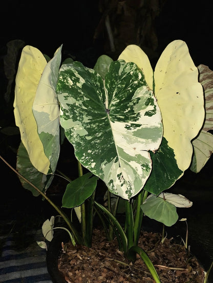 Colocasia White Pharaoh