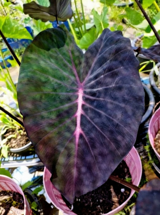 Colocasia Mamuang