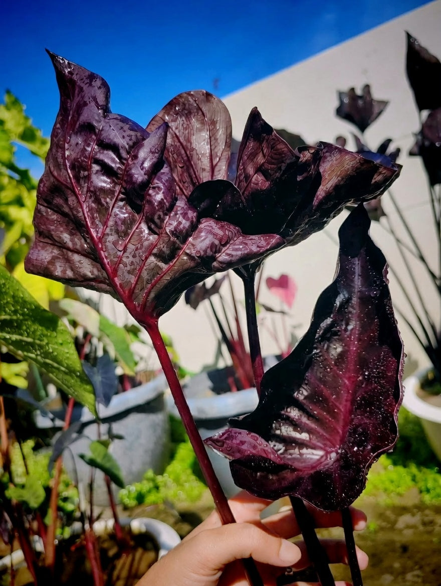 Colocasia Vermora