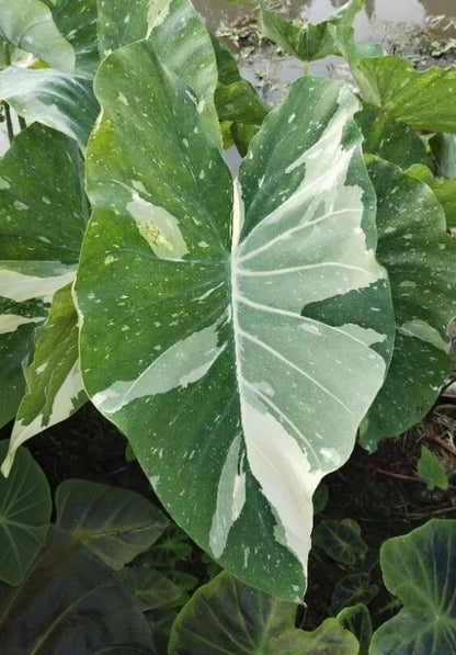 Colocasia Milky Way