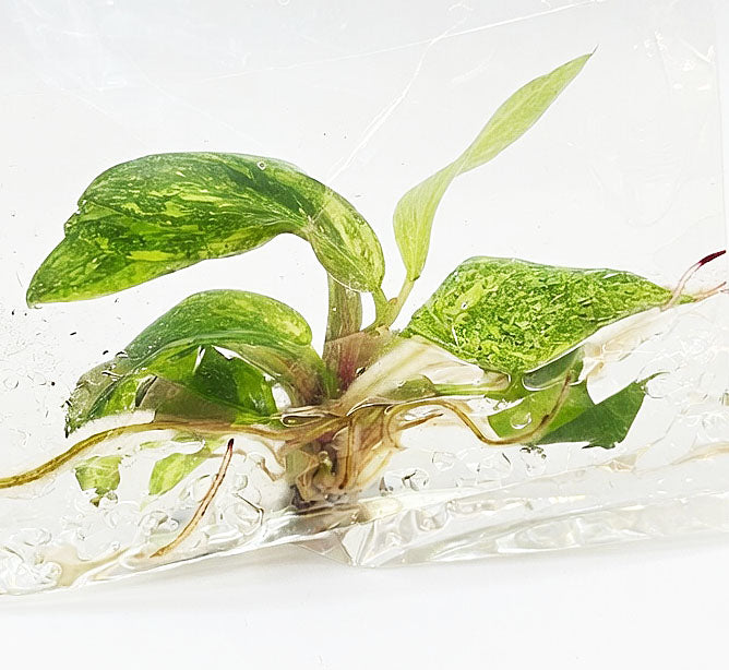 Philodendron Orange Princess Variegated