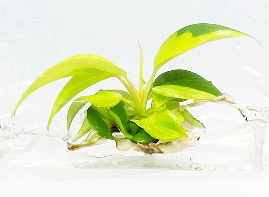 Philodendron Jungle Fever Variegated