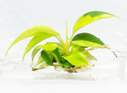 Philodendron Jungle Fever Variegated