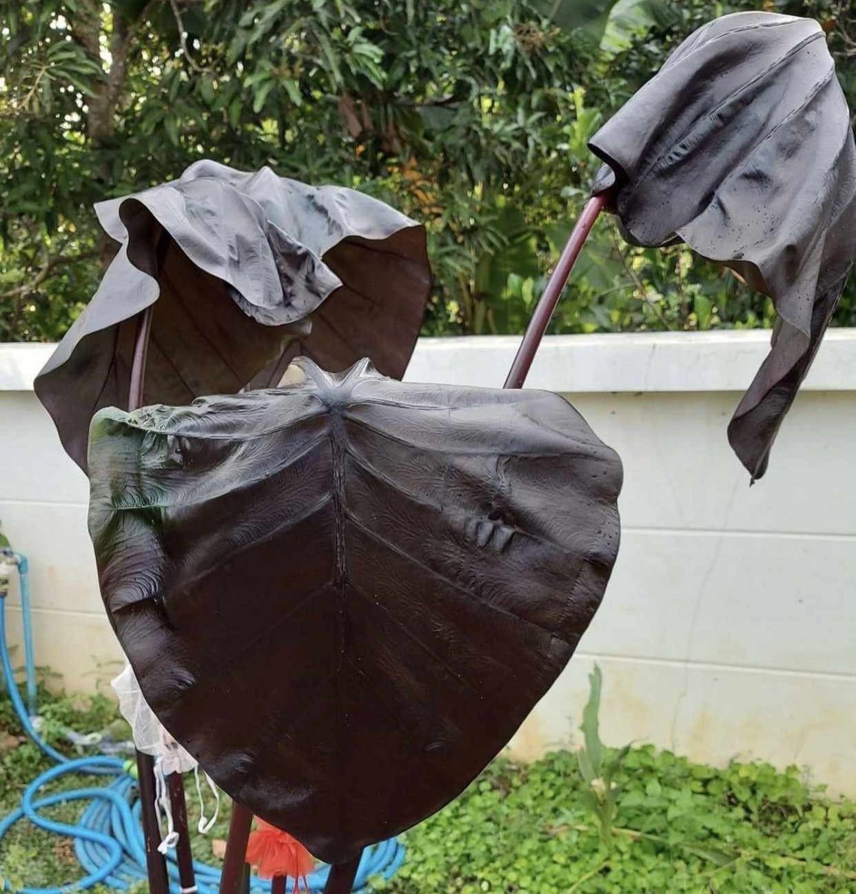 Colocasia Black Bone