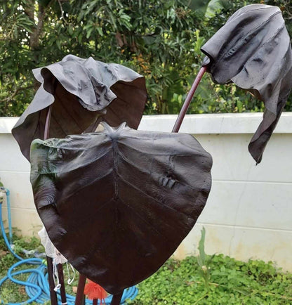 Colocasia Black Bone