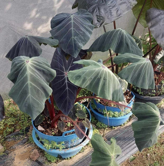 Colocasia Khon Shu