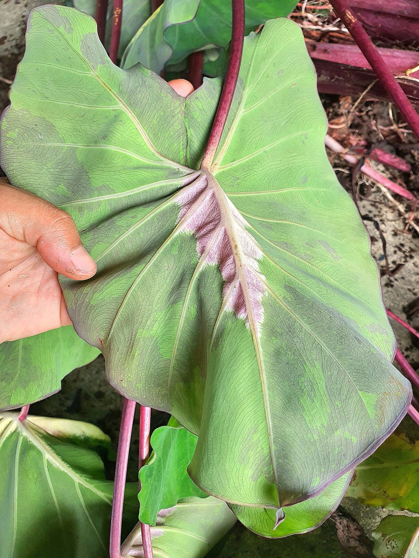 Colocasia Santa Sack
