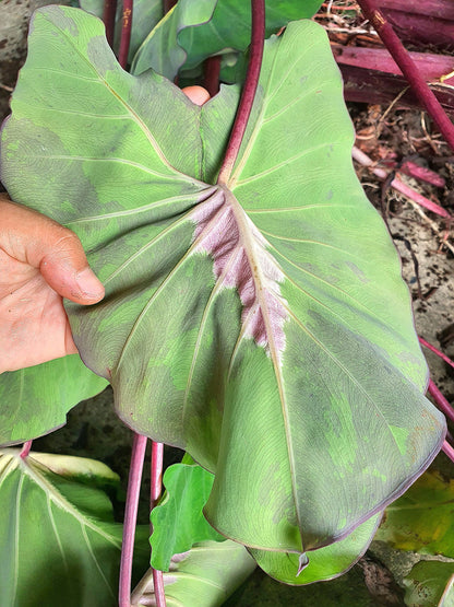 Colocasia Santa Sack