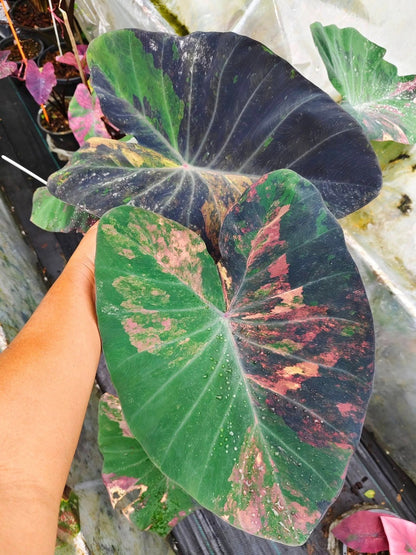 Colocasia Star Wars Episode One