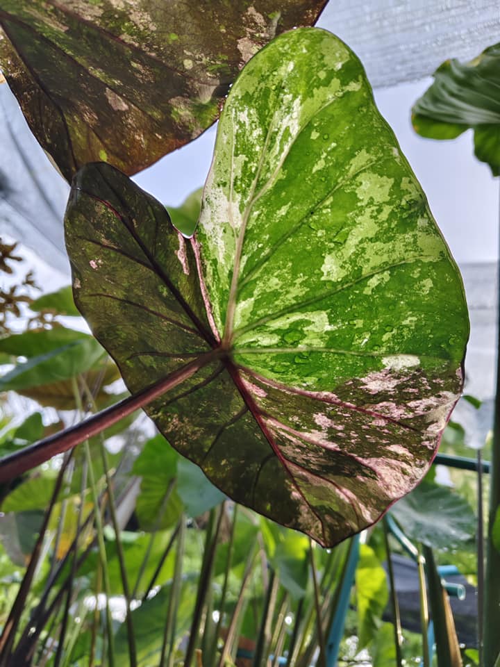 Colocasia Star Wars Episode Two
