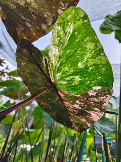 Colocasia Star Wars Episode Two