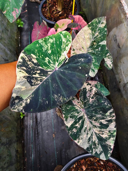 Colocasia Star Wars Episode Two