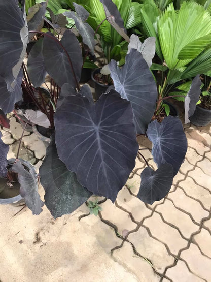 Colocasia Black Runner