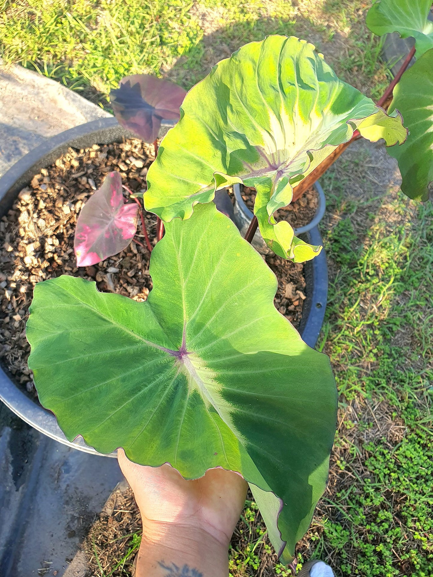 Colocasia Santa Sack