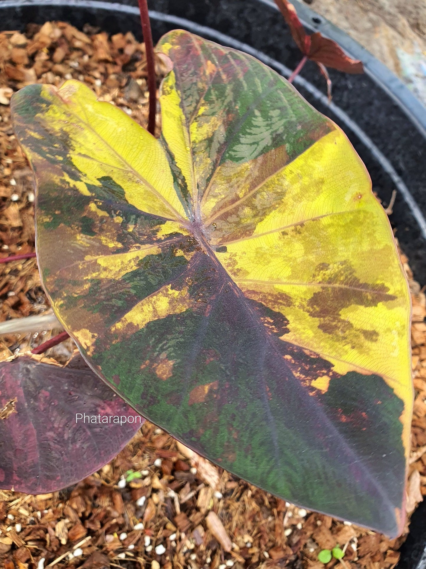 Colocasia Morning Star
