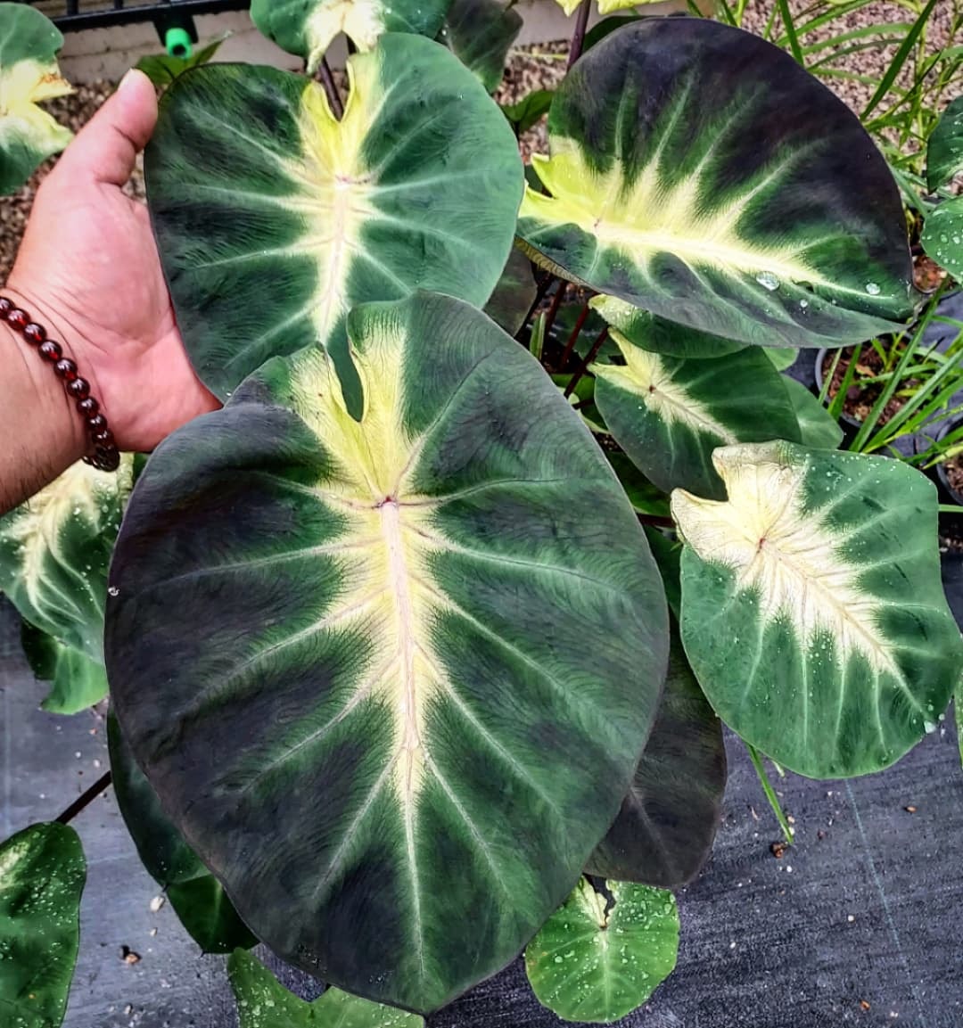 Colocasia Tropical Storm