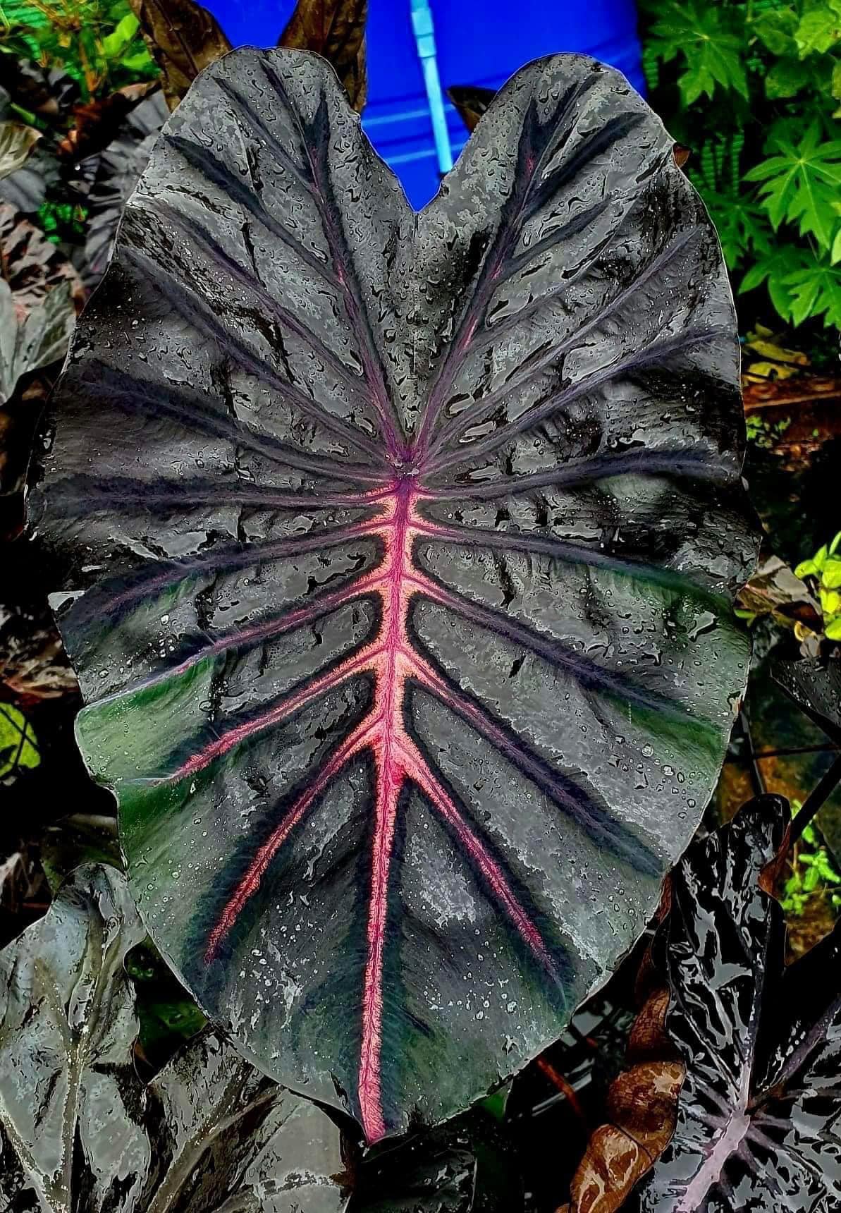 Colocasia Naga Bless