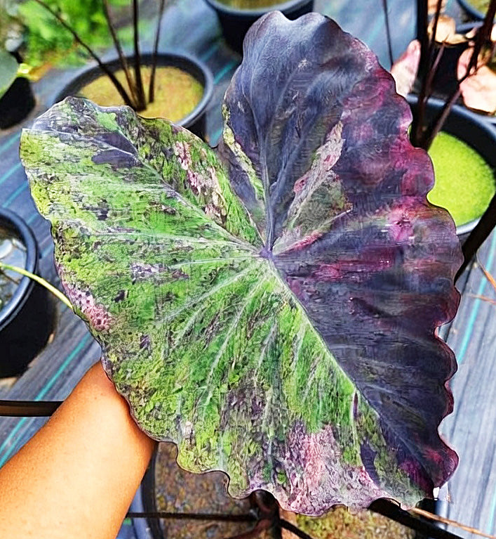 Colocasia Pretty Grey