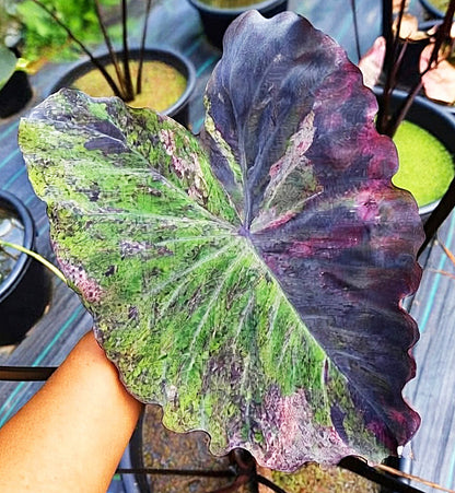 Colocasia Pretty Grey