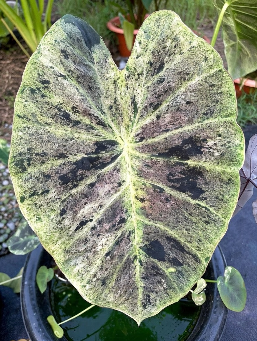 Colocasia Gold Leaf