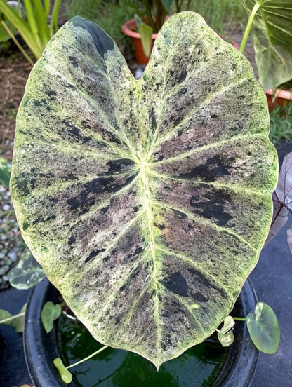 Colocasia Gold Leaf